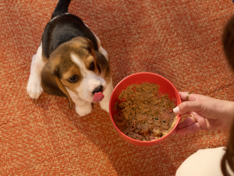 How Can You Choose the Right Diet for Your Pet’s Age and Health?