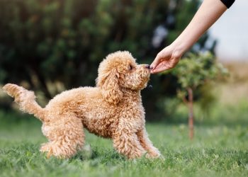 What Are the Benefits of Crate Training for Your Pet?