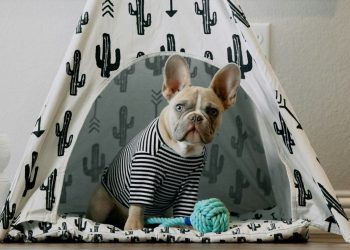 How Can You Teach Your Pet to Be Alone Without Getting Anxious?