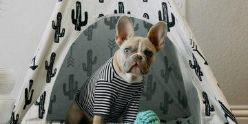 How Can You Teach Your Pet to Be Alone Without Getting Anxious?