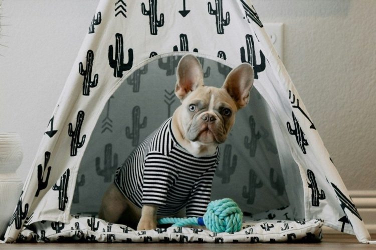 How Can You Teach Your Pet to Be Alone Without Getting Anxious?
